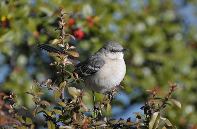 Bird in DC small.jpg