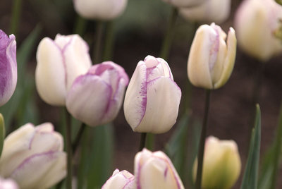Tulip 1.jpg