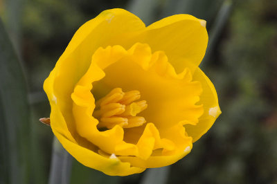 Daffodil opening small.jpg