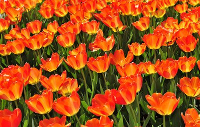 Tulips Orange Yellow small.jpg