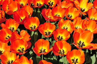 Tulips Orange Yellow open small.jpg