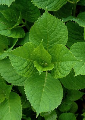 Hydrangea Leaves.jpg