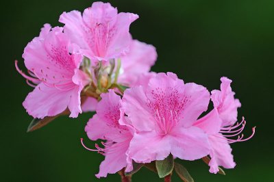 Pink Azalea Flowers.jpg