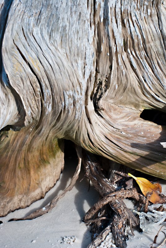 Beach Wood