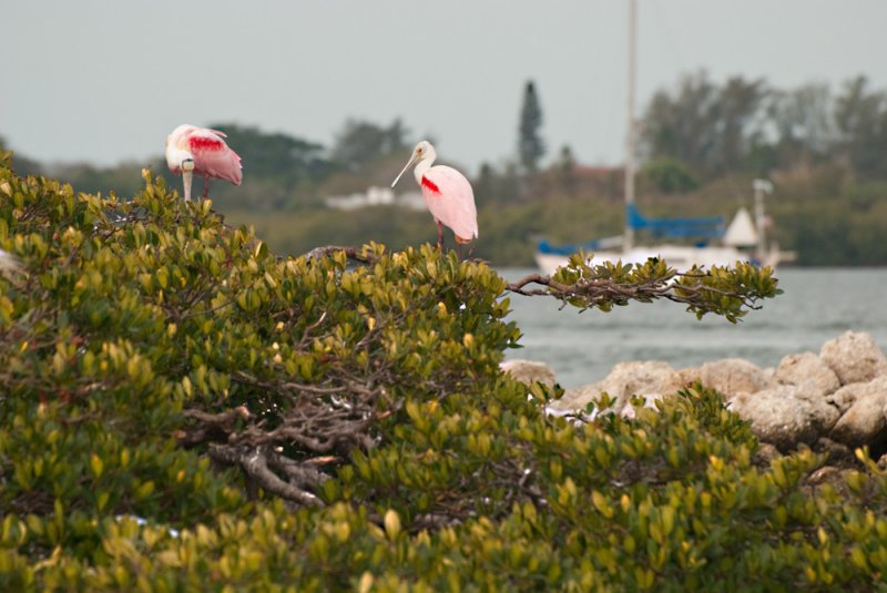 Roseate Spoonbills
