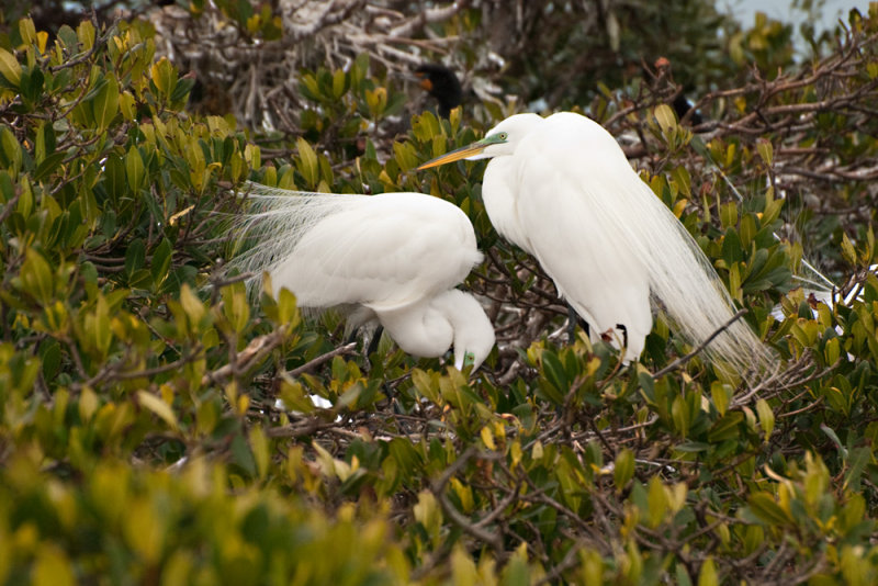 Great American Egrets