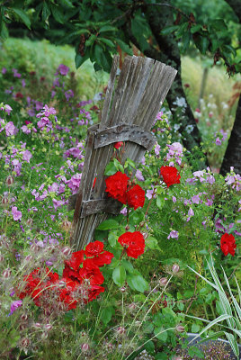 Roses On A Trellis.jpg