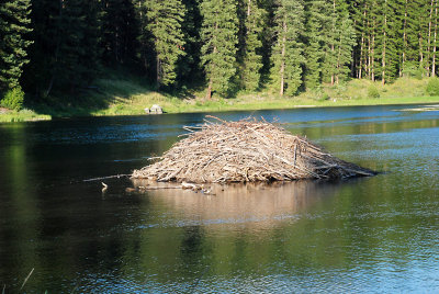 Beaver Dam.jpg