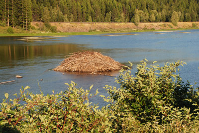 Beaver Dam 2.jpg