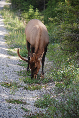 Elk Along The Road.jpg