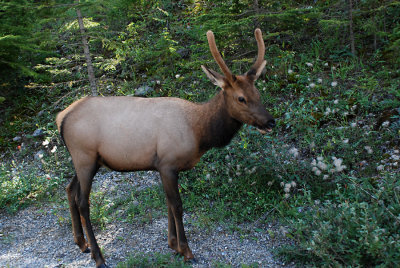 Elk Profile.jpg