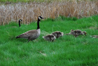 Golf Course Geese.jpg