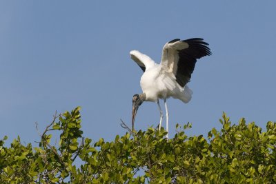 Stork Building a Nest