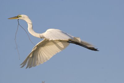 Great American Egret