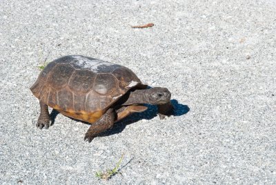 Island Tortoise