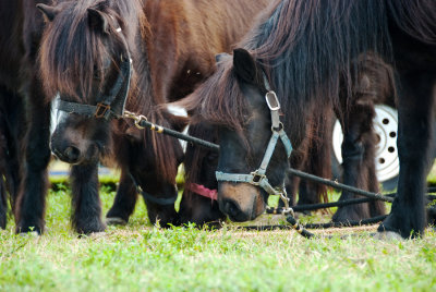 Ponies, Ponies Everywhere