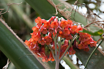 Climbing Flower