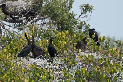 Baby Cormorants