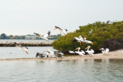 Incoming!  White Pelicans