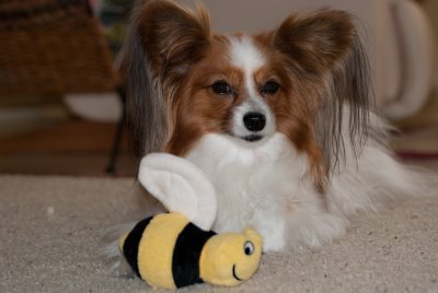 Chauncy and the Bee