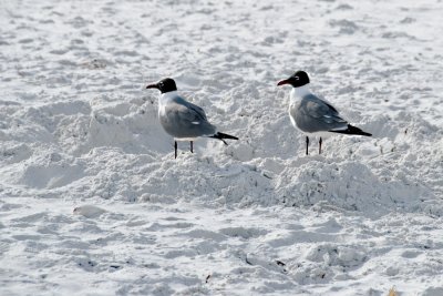 Beercan Beach 2010