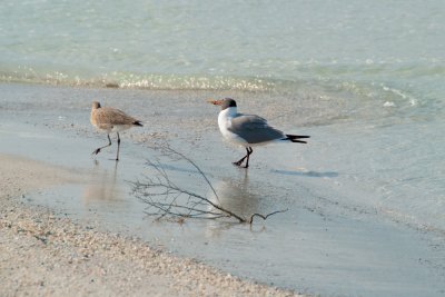 Least Sandpiper & Laughing Gull