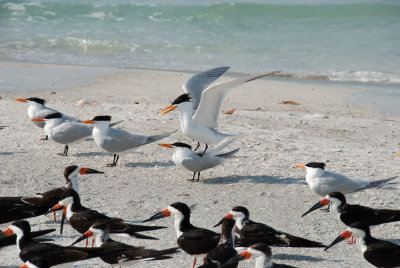 Royal Terns and Black Skimmers