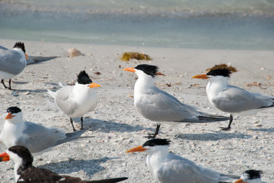 Well I think she's cheating on Heathcliff - Royal Terns