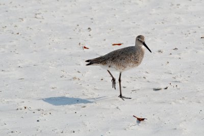 Red Knot