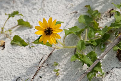 'Flora Sun' beach sunflower (Helianthus debilis Nutt.