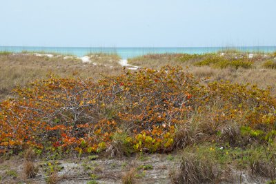 Dune plants