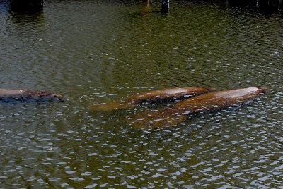 A Mellow Trio - Manatee's