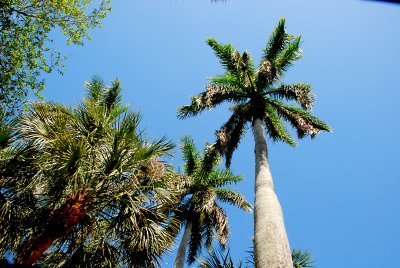 Tall Royal Palms