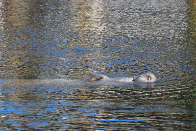 Manatee on its back - Funny snout!