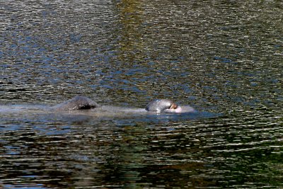 Manatee on its back - Funny snout!