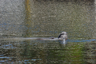 Manatee on its back - Funny snout!