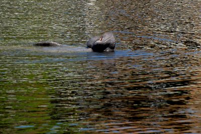 Manatee on its back - Funnier snout!