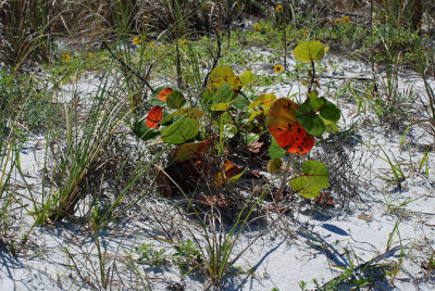 Sea Grapes.jpg