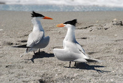 Tern Courtin.jpg