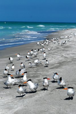 March of the Terns.jpg