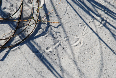 Footprints In The Sand.jpg