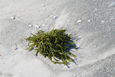 Green Seagrass.jpg
