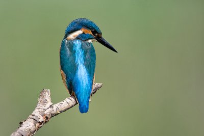 Kingfisher
