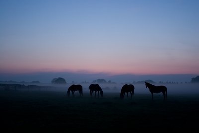 Twilight horses