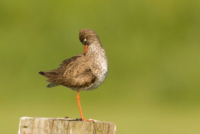 Redshank
