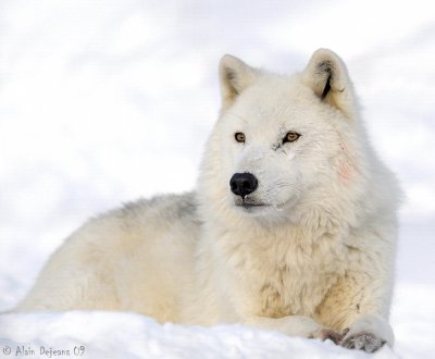 Loup Arctique