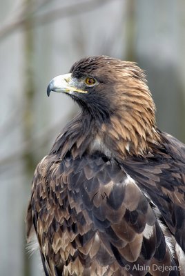 Aigle Royal
