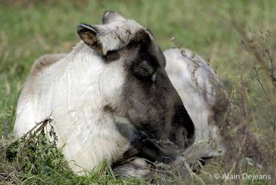 Jeune caribou