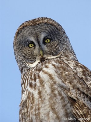 Portrait d'une lapone
