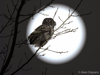 Lapone au clair de lune